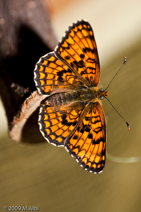 Vi presento i miei piccoli - Melitaea phoebe