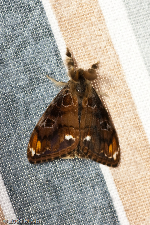 Orgyia Sp.? - Orgyia (Clethrogyna) recens