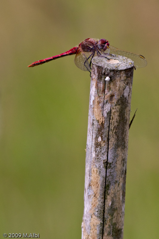 Sympetrum fonscolombii maschio maturo