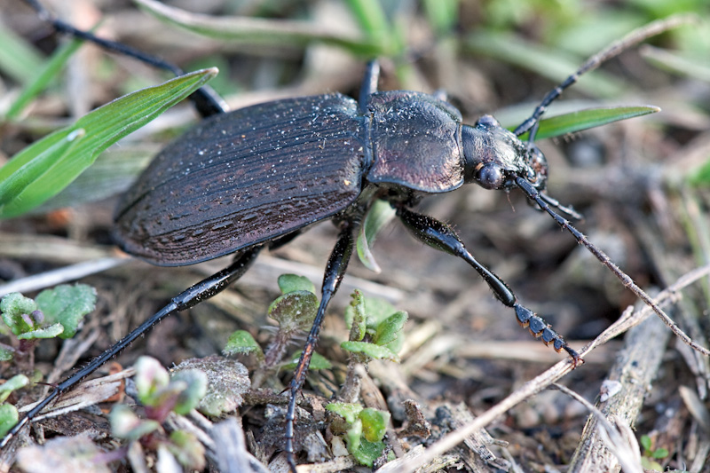 Carabus granulatus