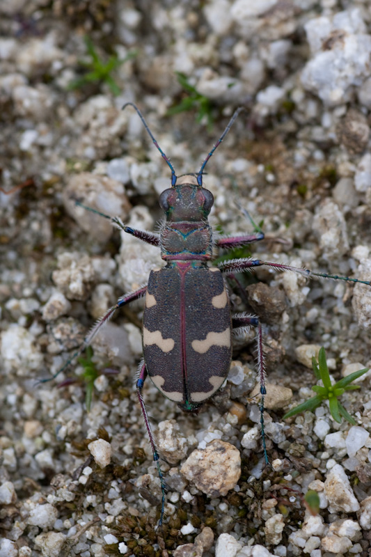 Cicindela hybrida transversalis