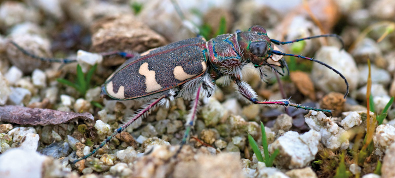 Cicindela hybrida transversalis