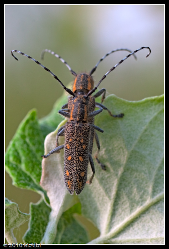 Agapanthia?? Saperda populnea