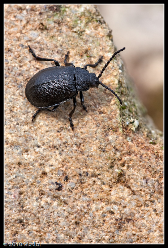 Carabidae?