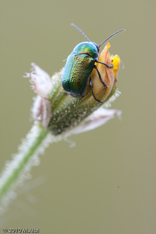 Cryptocephalus?? Cryptocephalus sericeus