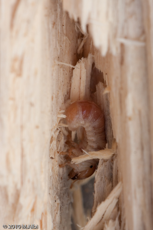 Dorcus parallelipipedus e larva