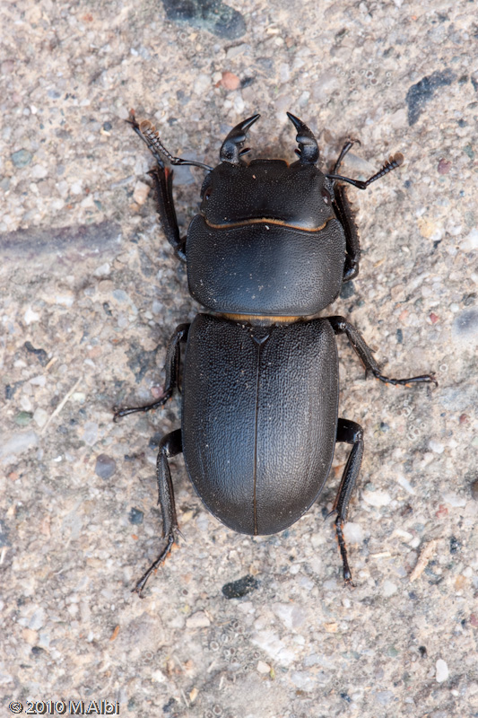 Dorcus parallelipipedus e larva