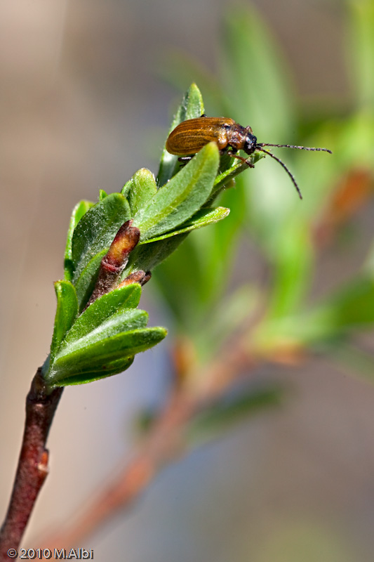 Lochmaea caprea, Chrysomelidae