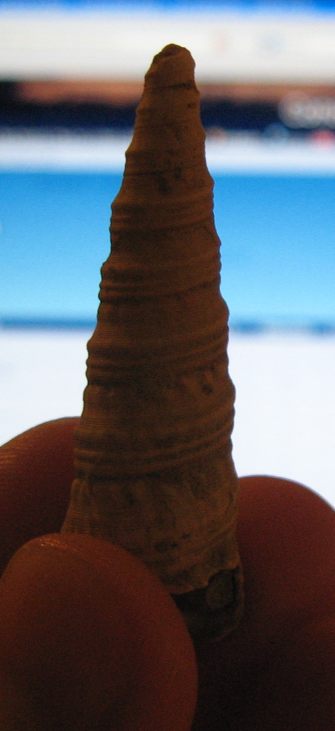 Turritella (Torculoidella) varicosa, Tortoniano - Pliocene