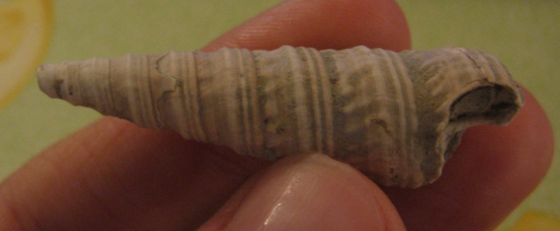 Turritella (Torculoidella) varicosa, Tortoniano - Pliocene