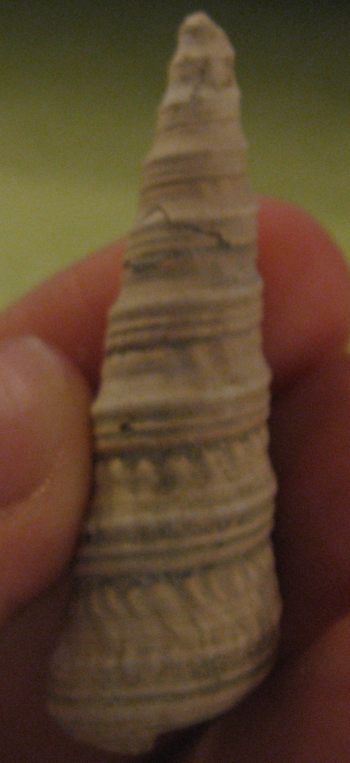 Turritella (Torculoidella) varicosa, Tortoniano - Pliocene