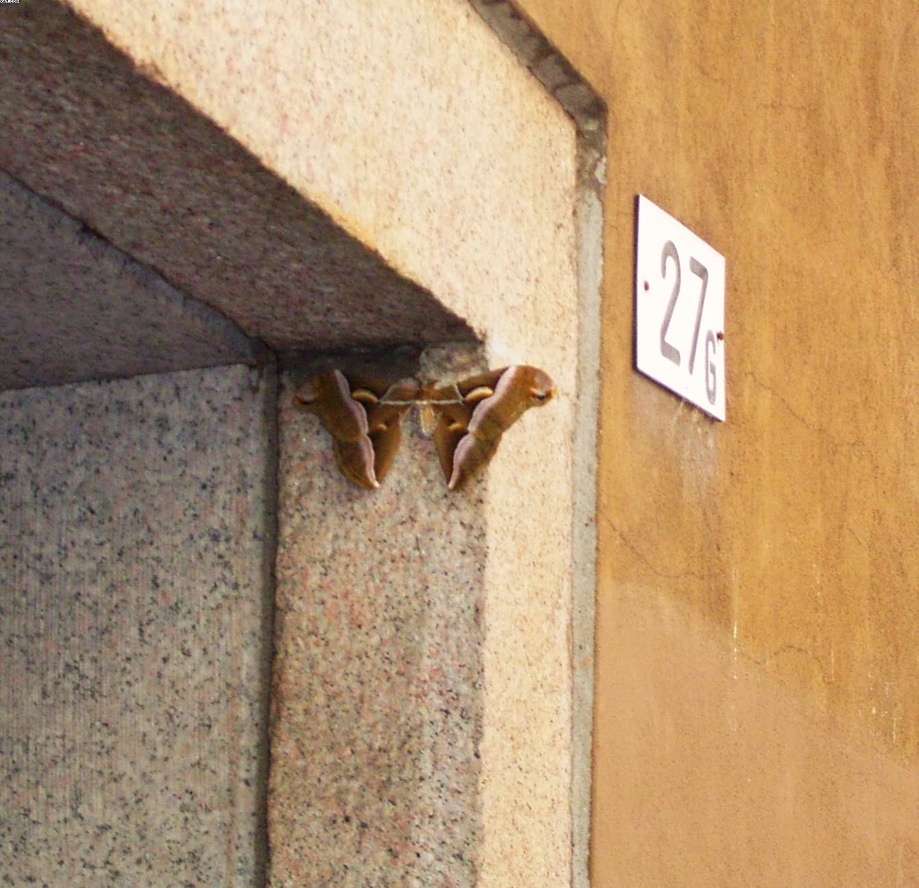 Samia cynthia, Pavia centro citt