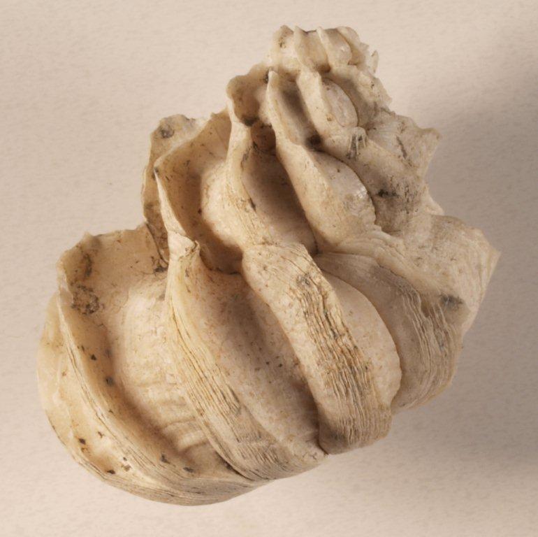 Turbo retusus(Brocchi) o Sthenorytis var. acutispina (Sacco)