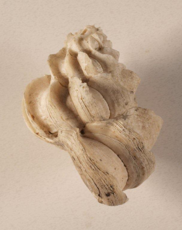 Turbo retusus(Brocchi) o Sthenorytis var. acutispina (Sacco)