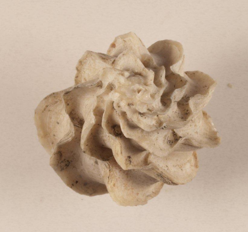 Turbo retusus(Brocchi) o Sthenorytis var. acutispina (Sacco)