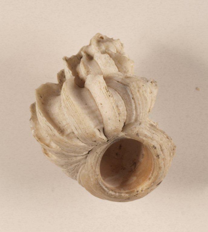 Turbo retusus(Brocchi) o Sthenorytis var. acutispina (Sacco)