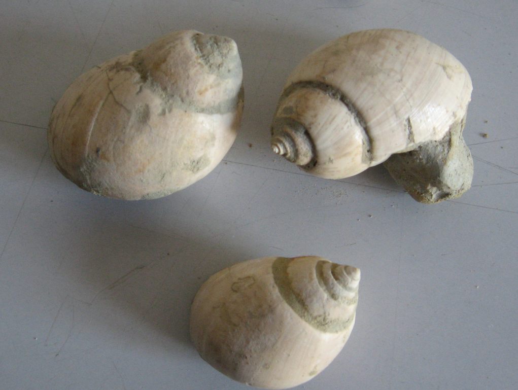 Babylonia derivata (Bellardi, 1882) - Tortoniano