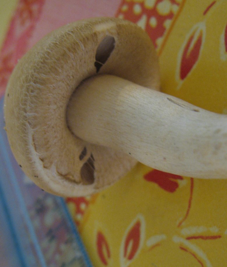 Cresciuto in posto assurdo (cfr. Agrocybe praecox)