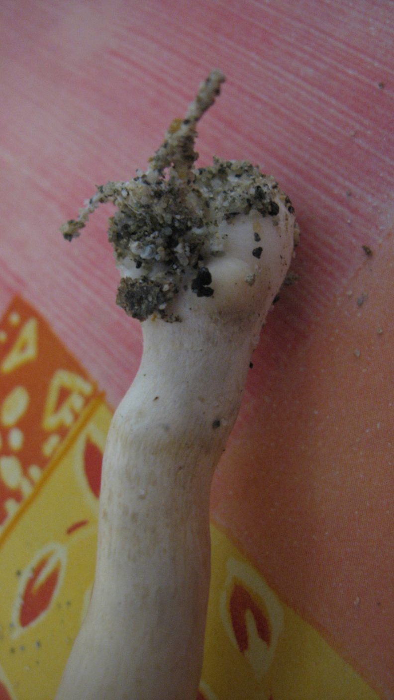 Cresciuto in posto assurdo (cfr. Agrocybe praecox)