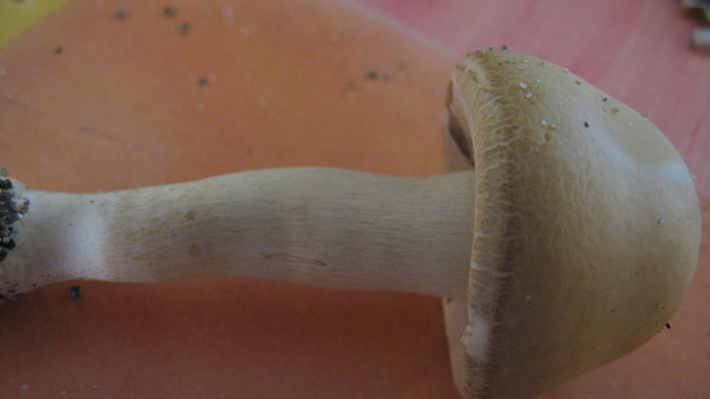 Cresciuto in posto assurdo (cfr. Agrocybe praecox)