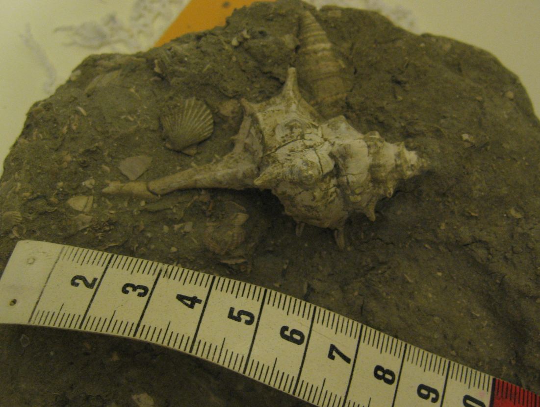 Murex spinicosta Bronn, 1831 - Pliocene