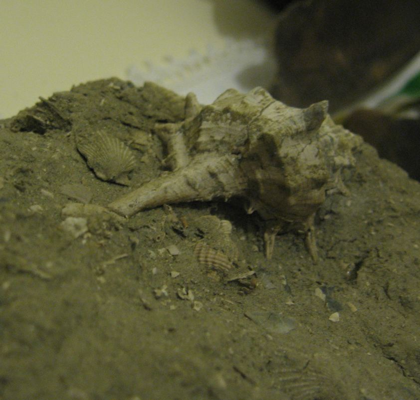 Murex spinicosta Bronn, 1831 - Pliocene