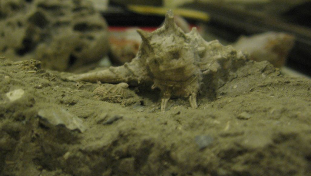 Murex spinicosta Bronn, 1831 - Pliocene