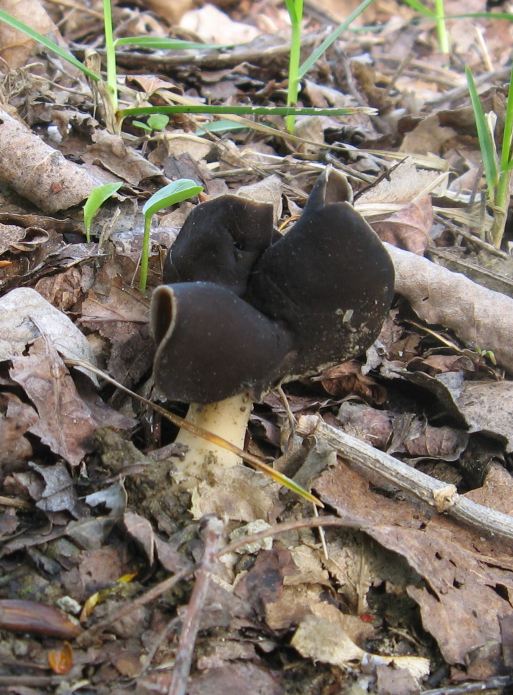 Helvella