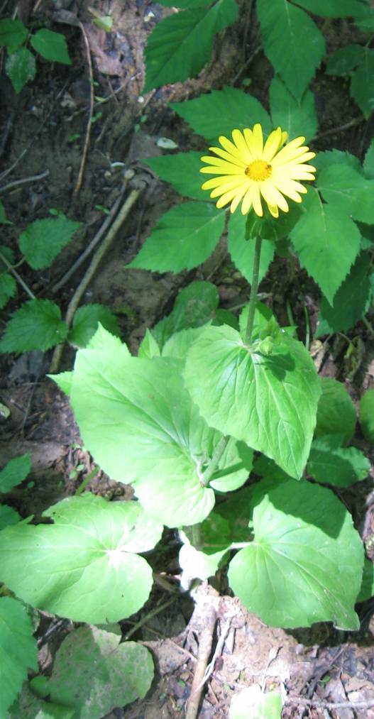 Doronicum pardalianches