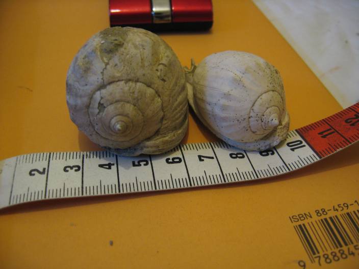Cypraecassis cypraeformis (Borson, 1820) - Pliocene