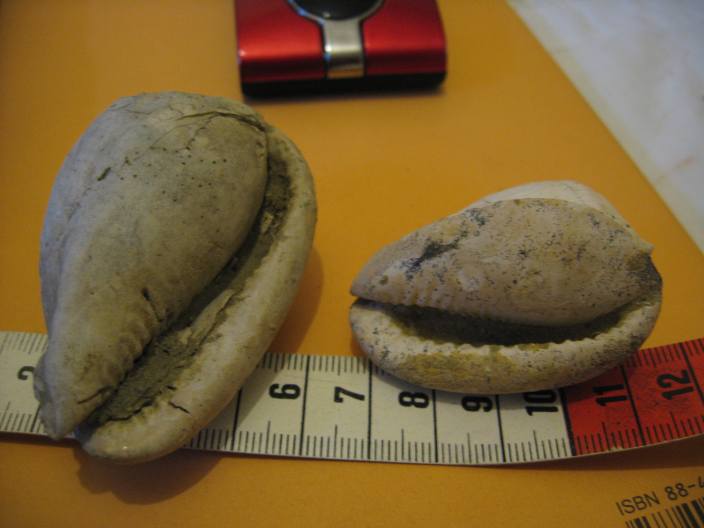 Cypraecassis cypraeformis (Borson, 1820) - Pliocene