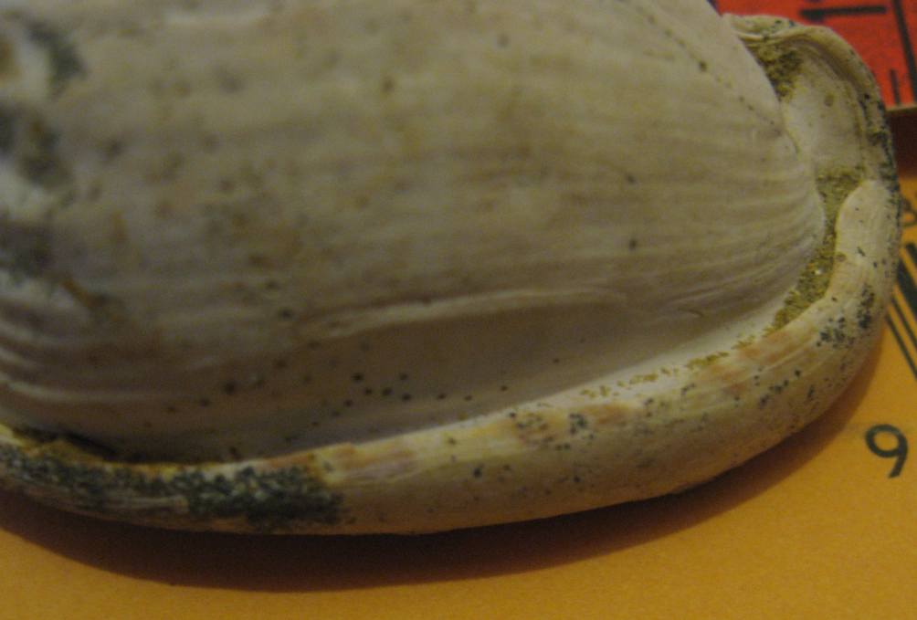 Cypraecassis cypraeformis (Borson, 1820) - Pliocene