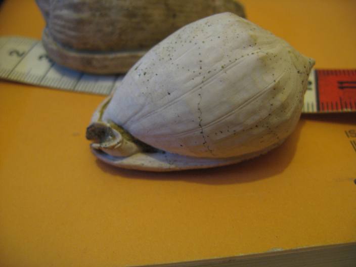 Cypraecassis cypraeformis (Borson, 1820) - Pliocene