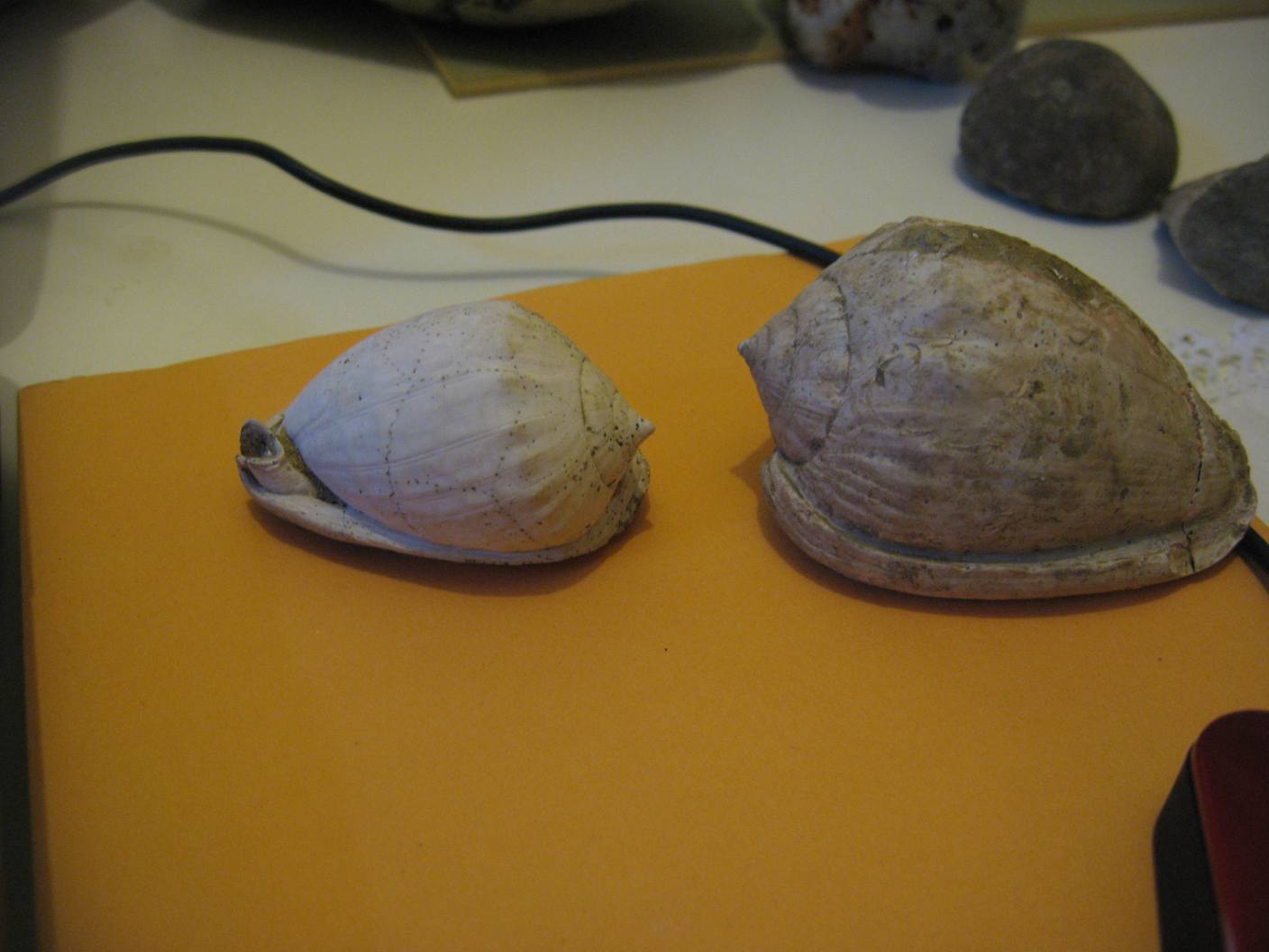 Cypraecassis cypraeformis (Borson, 1820) - Pliocene