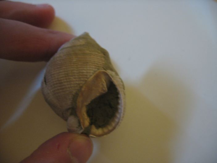 Demoulia conglobata (Brocchi, 1814) Pliocene