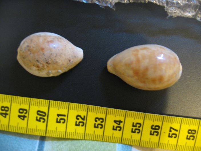 Schilderia utriculata (Lamarck, 1810), Pliocene