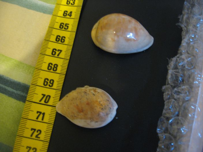 Schilderia utriculata (Lamarck, 1810), Pliocene