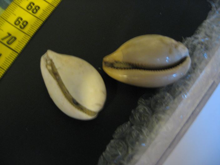 Schilderia utriculata (Lamarck, 1810), Pliocene