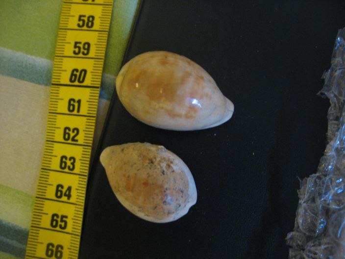 Schilderia utriculata (Lamarck, 1810), Pliocene