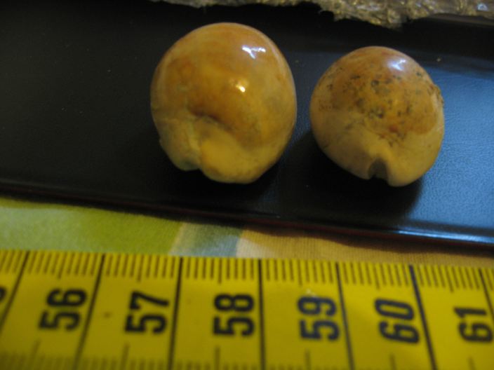 Schilderia utriculata (Lamarck, 1810), Pliocene