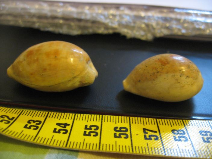 Schilderia utriculata (Lamarck, 1810), Pliocene