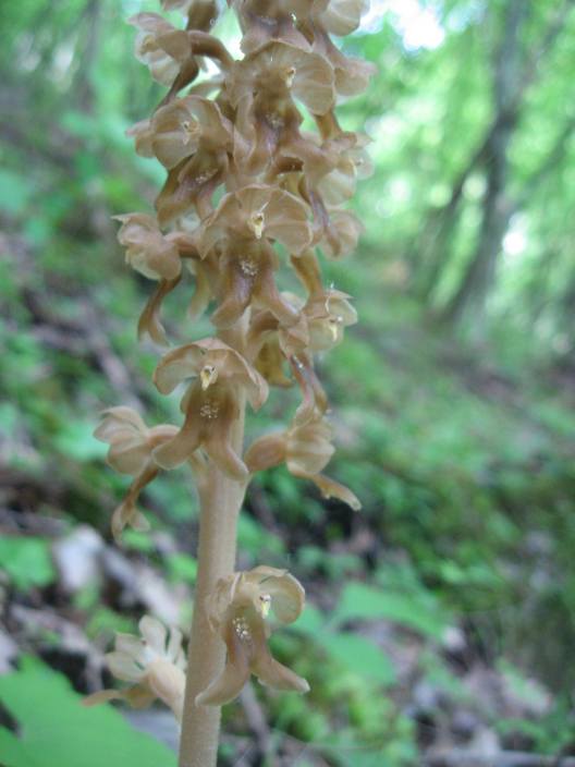 Neottia nidus-avis dall''oltrep n 1