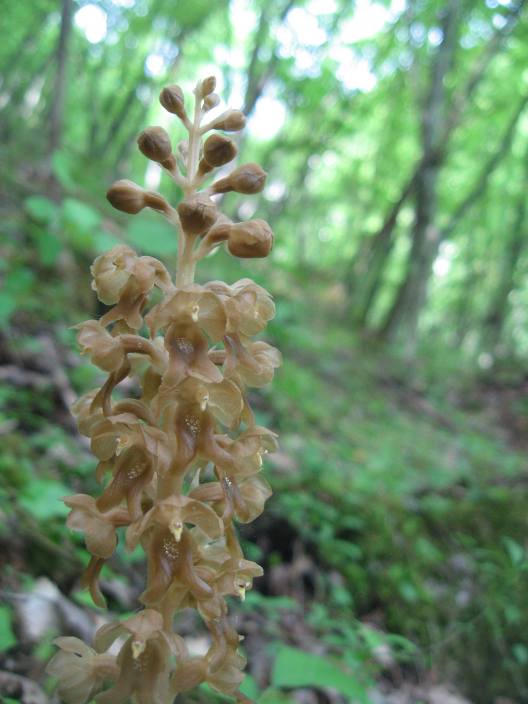Neottia nidus-avis dall''oltrep n 1