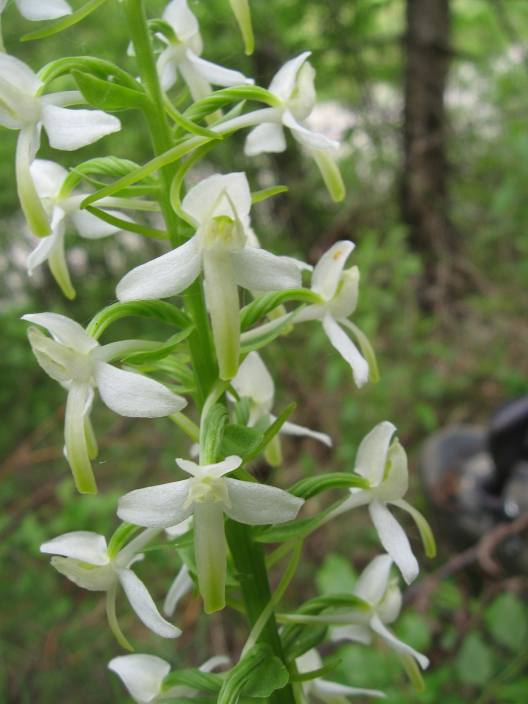 Platanthera bifolia dall''oltrep n 4