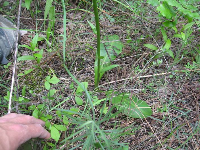 Platanthera bifolia dall''oltrep n 4