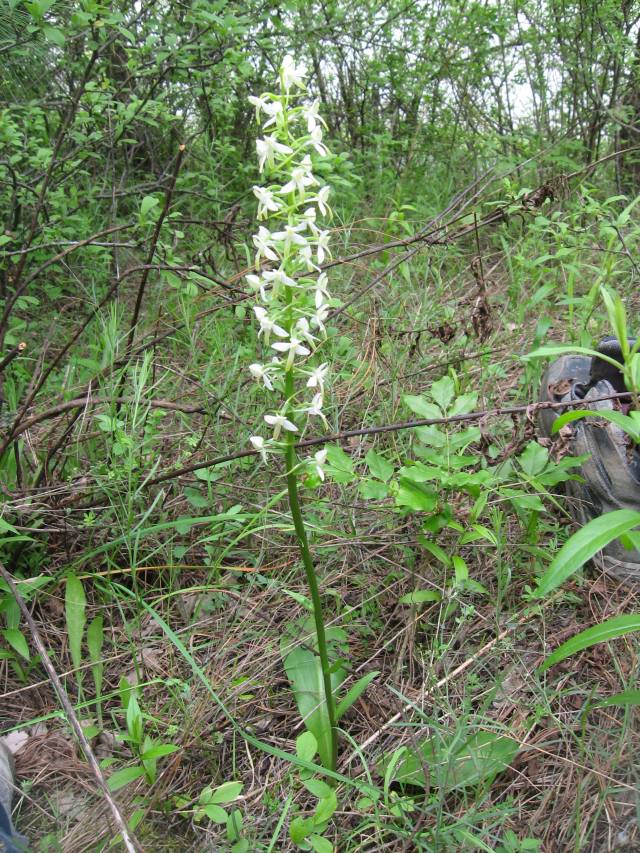 Platanthera bifolia dall''oltrep n 4