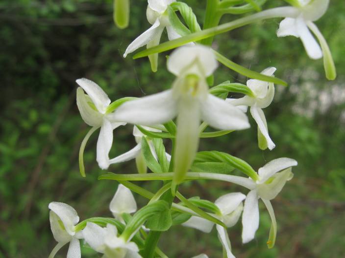 Platanthera bifolia dall''oltrep n 4