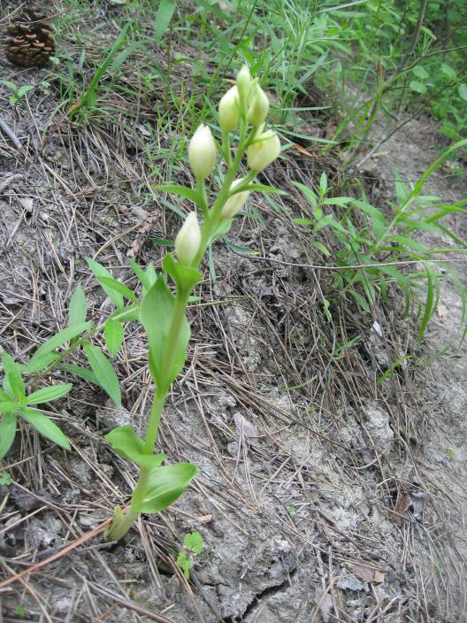 Cephalanthera damasonium dall''oltrep n  5