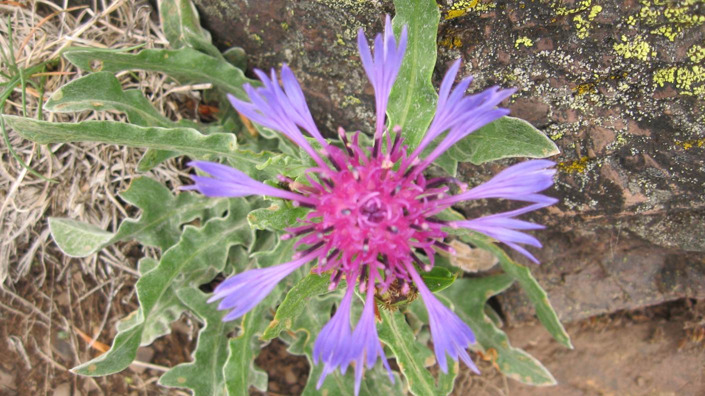 Monte Lama, Piacenza - Cyanus triumfetti