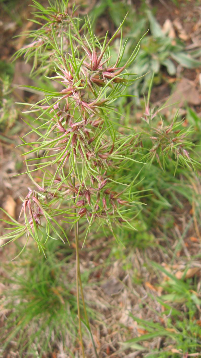 Monte Lama, Piacenza - Poa bulbosa